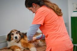 Leishmaniasis: ante clima que se viene, Policlínico Veterinario recomienda reforzar limpieza de predios para proteger perros