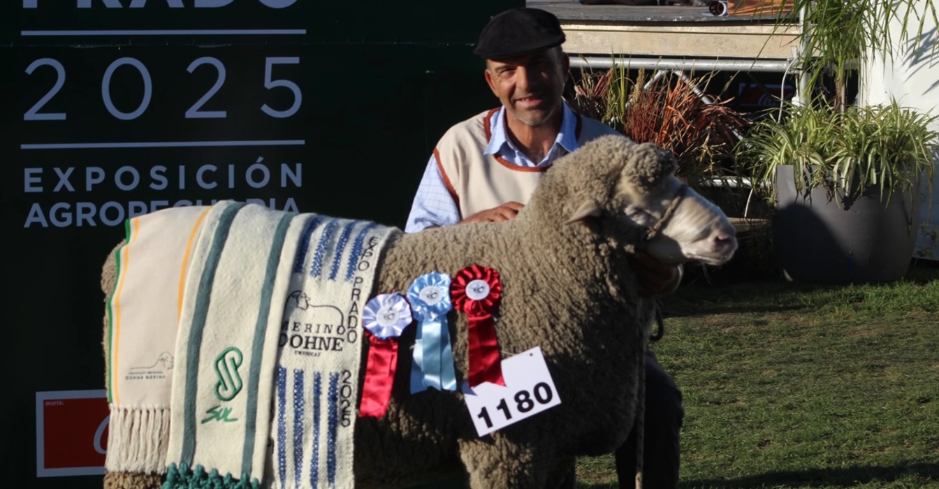 Merino Dohne con animales pesados y buenos vellones