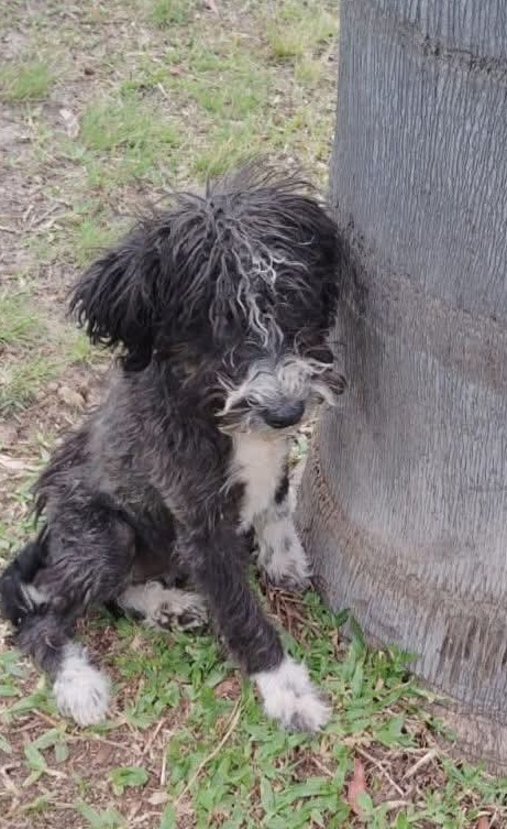 Látidos: Preferenciales, abandonos y más...