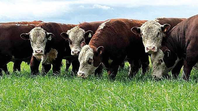 El Trébol remata 40 toros Hereford en Guichón