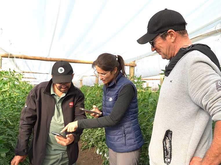 Octubre es momento de ajustar las dosis de riego y fertilización en los cultivos de tomate
