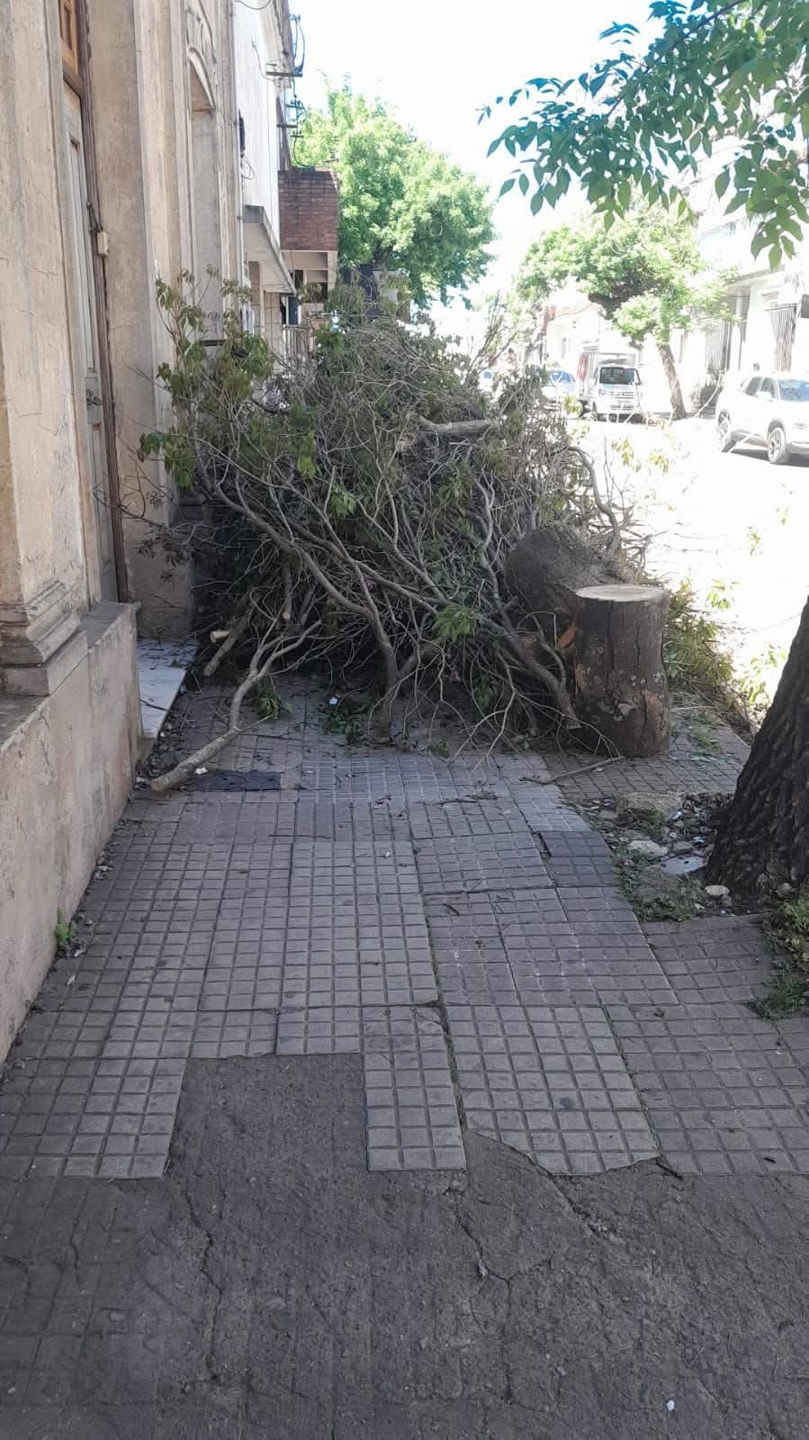Látidos: Poda molesta, zonas de peligro y más...