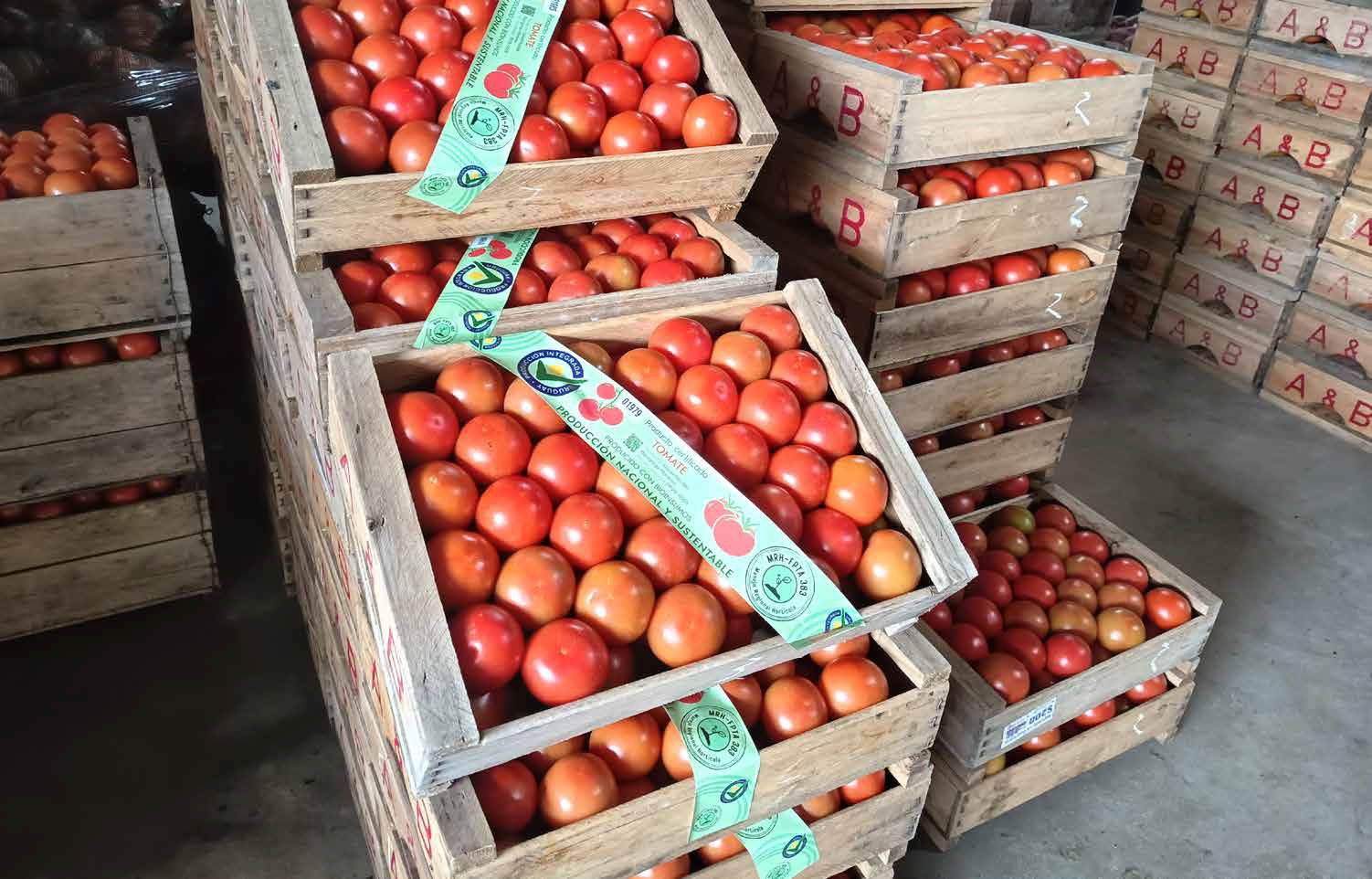 Productores de Tomate obtienen certificación de producción integrada con bioinsumos