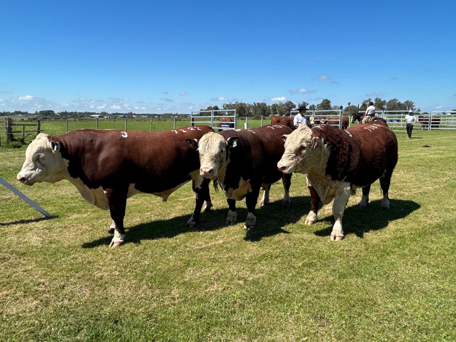 Se llevan vendidos más de 3.000 toros a US$ 4.513