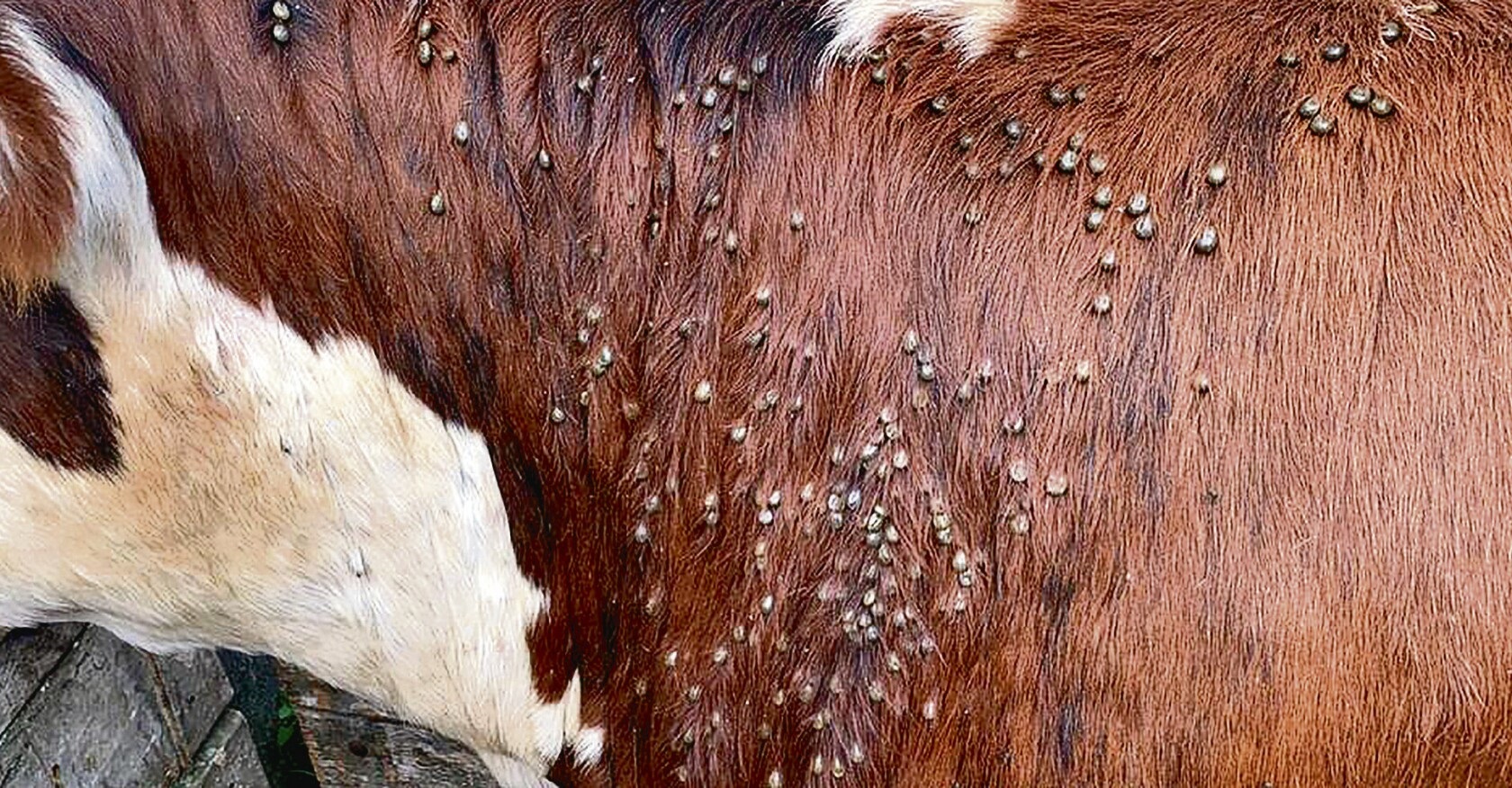 MGAP tipifica como falta grave la detección de residuos en carne bovina