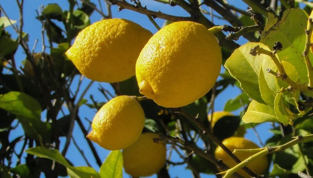 Precios del limón subieron un 17%