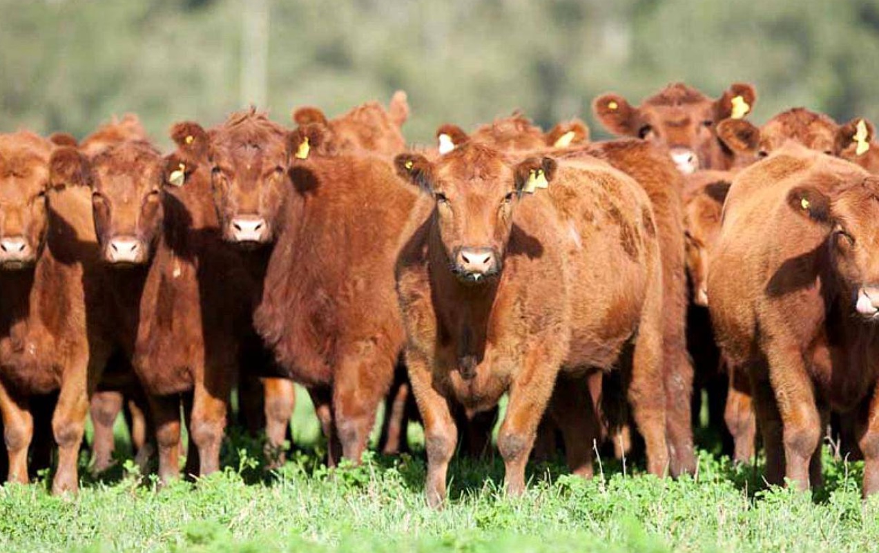 Ganado gordo ajusta a la baja y los ovinos siguen subiendo
