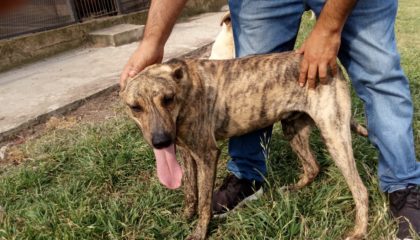 Expertos abordan jornada sobre "Maltrato Animal: Protección y Bienestar Animal" 