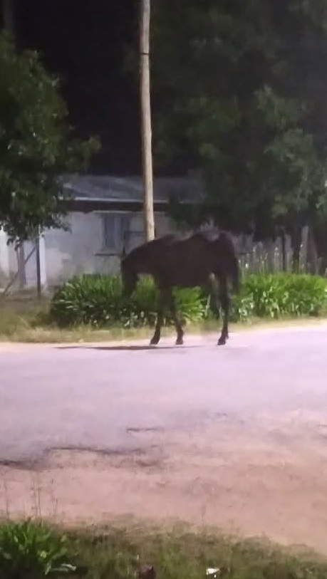 Látidos: animal nocturno, no se puede pasar y más...