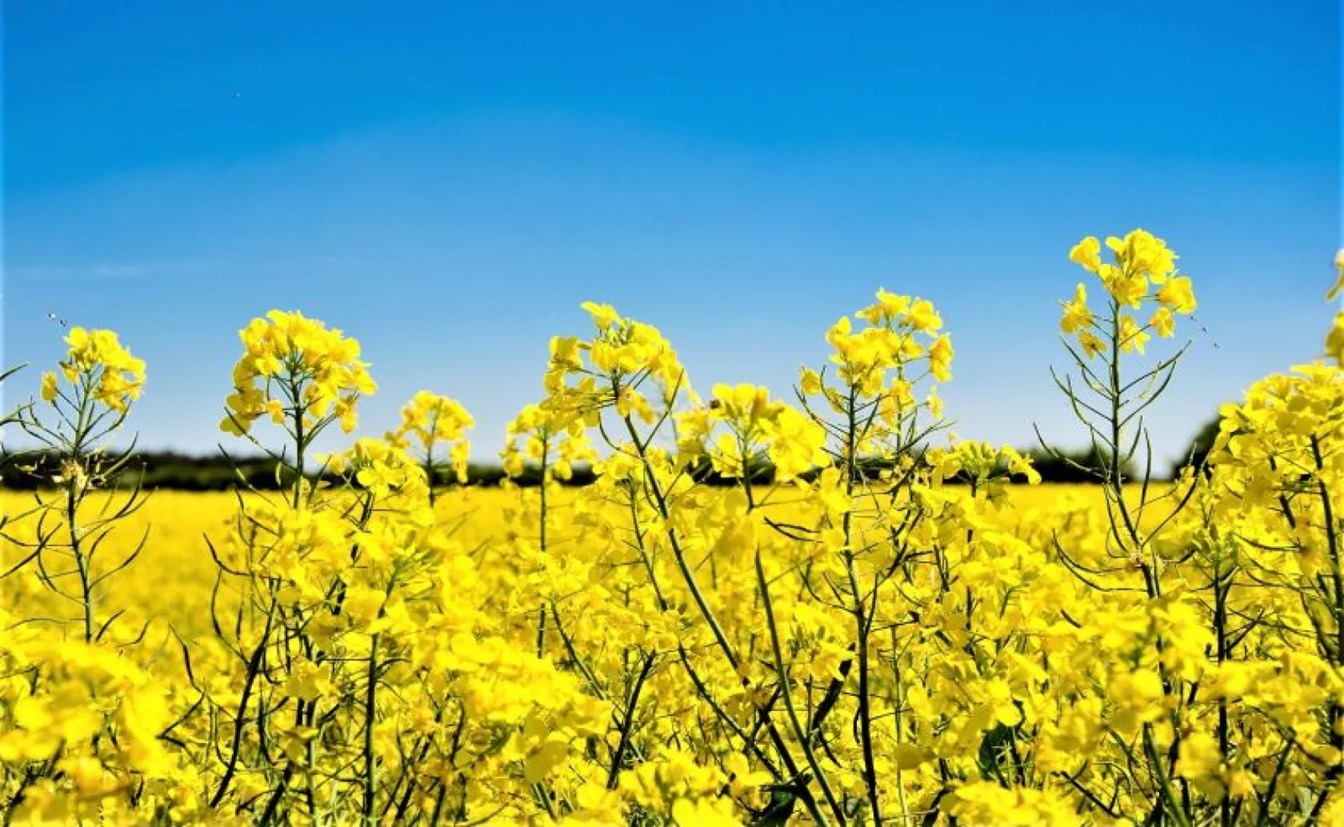 MGAP alerta por riesgo de residuos en colza y refuerza controles en cosecha