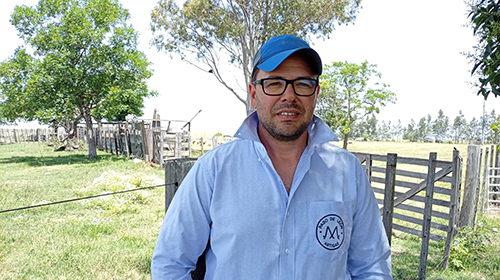 Los ovinos en las praderas permite convertir la bonanza de precios en ingresos en el norte