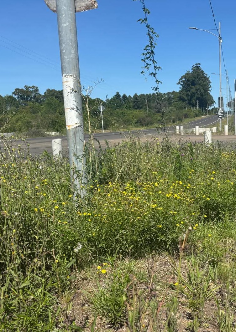 Latidos: Necesaria intervención y más...