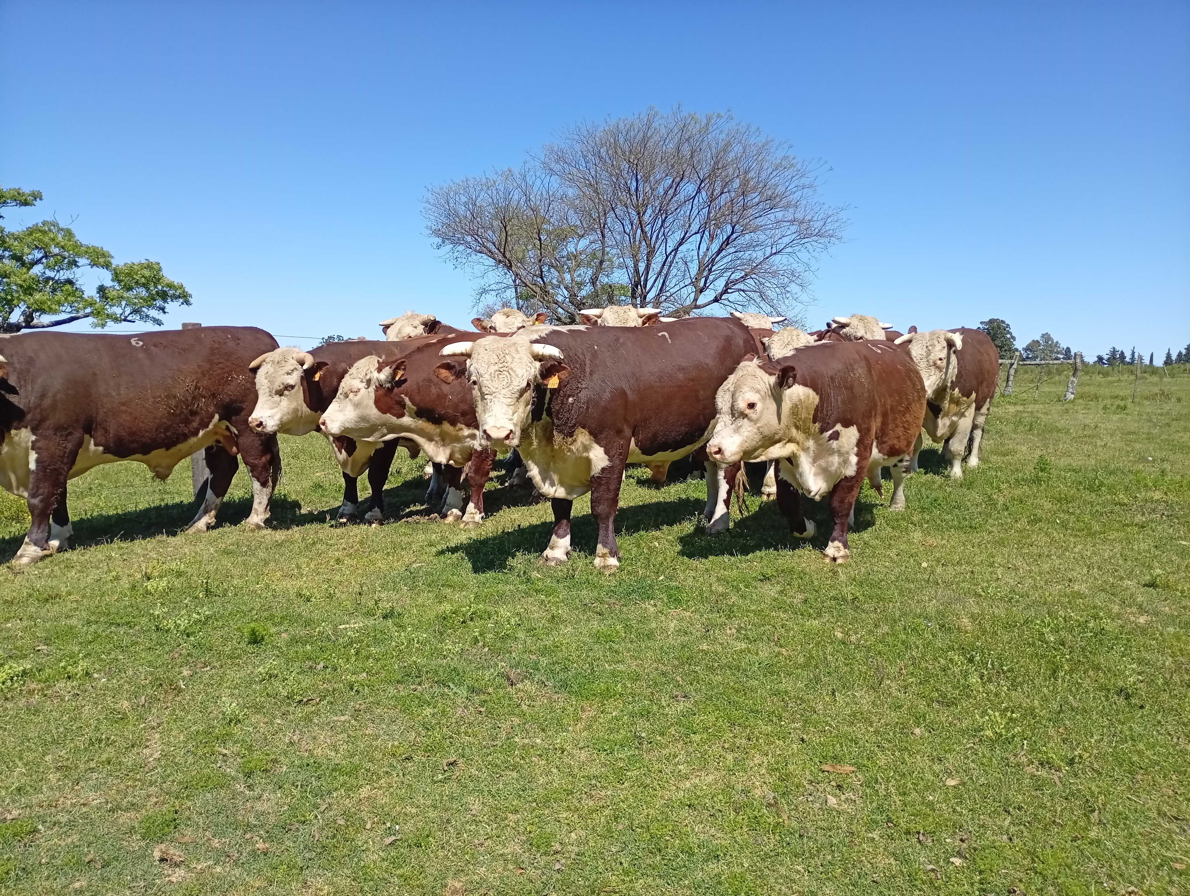 En Salto se vendieron 445 toros a un promedio de US$ 4.407