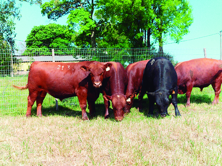 El 59% de los toros se comercializó por debajo  del promedio de US$ 4.180 en esta zafra
