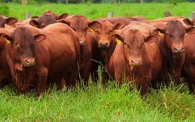 Ajustes en el mercado del gordo por fin de cuota 481