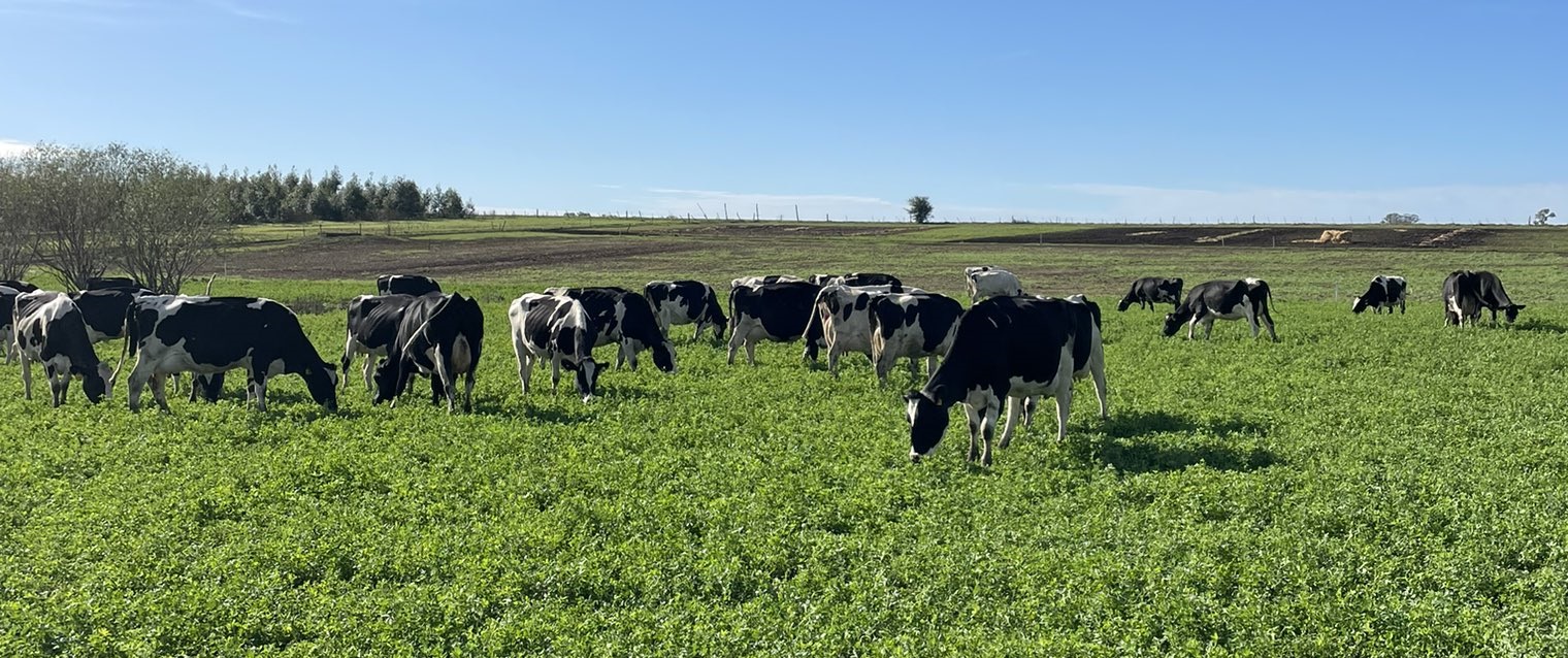Estrés calórico: impacto invisible en la ganadería uruguaya