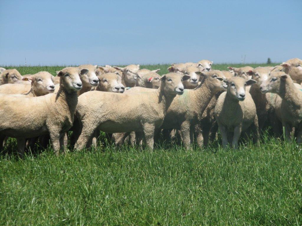 Industrias extienden más las entradas y proponen bajas en los precios del ovino