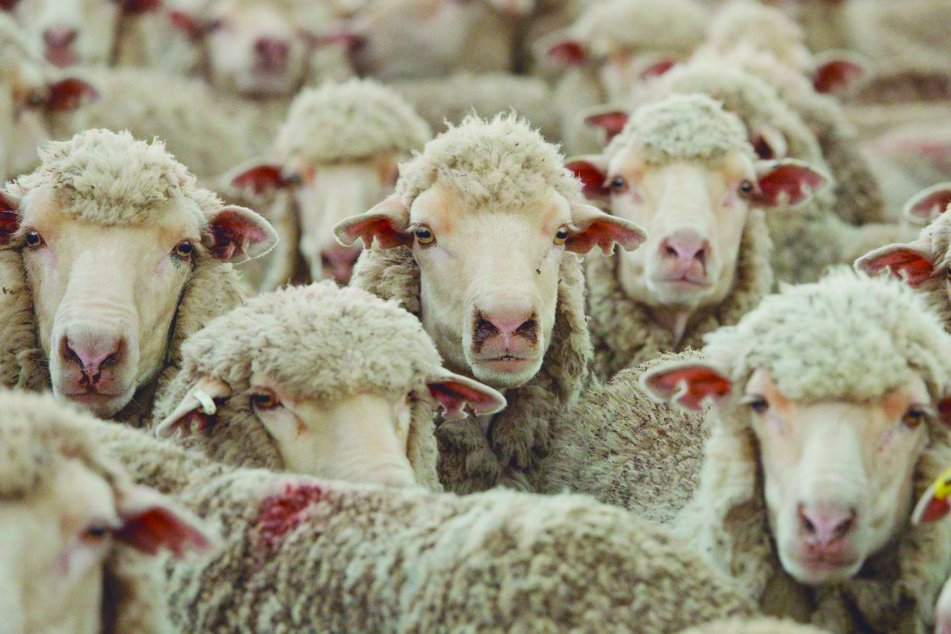 CICOMA celebrará una década de investigación en sistemas ovinos