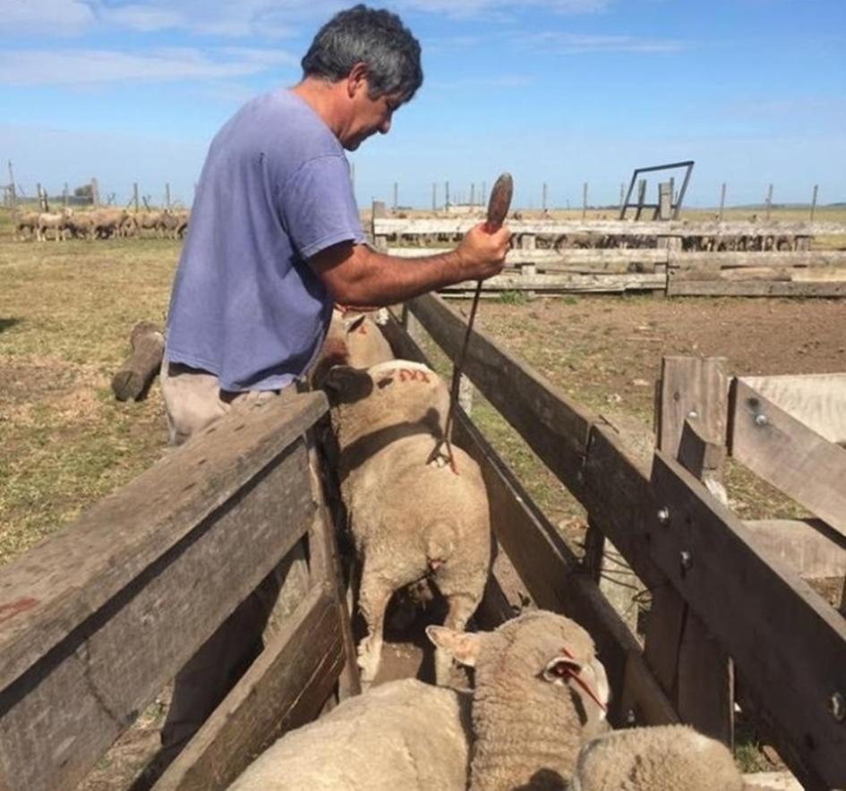 Digegra abrió registro para habilitación de plantas de faena artesanal predial
