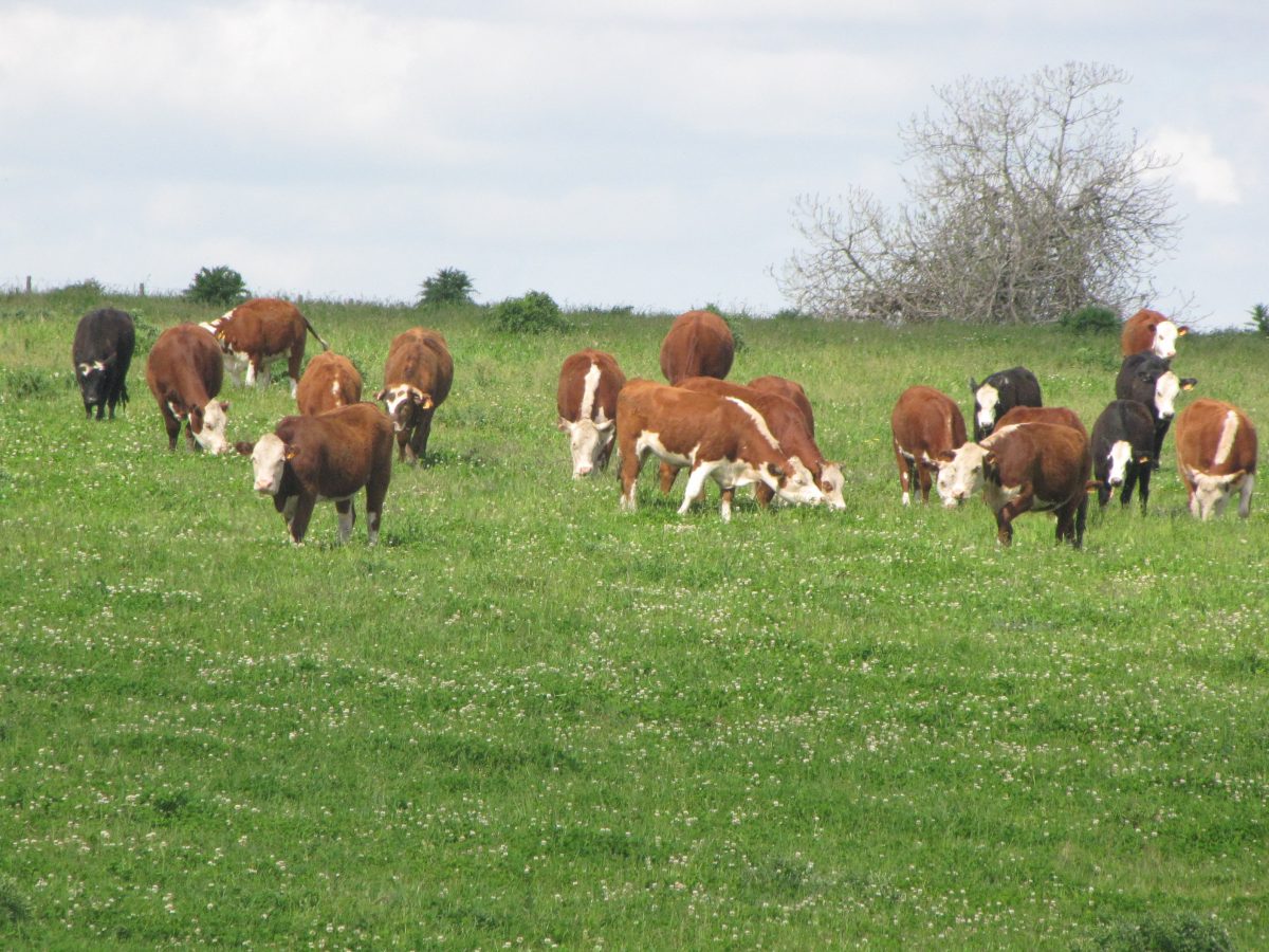 Vaca de invernada cae 10% al kilo en los últimos dos meses