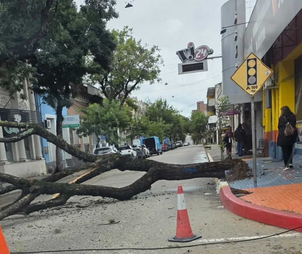 Un árbol de gran porte  colapsó en plena esquina  de Brasil y Joaquín Suárez
