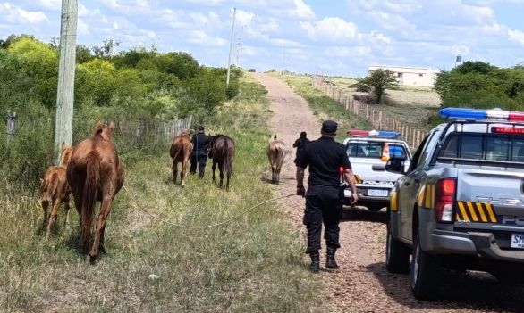 Operativo conjunto en Pueblo Belén Retiró a 7 caballos de la vía pública