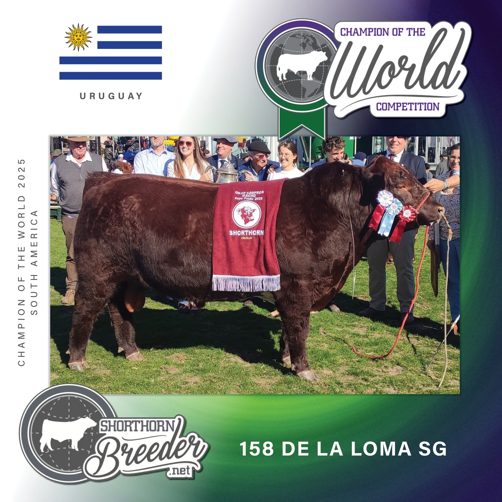 El mejor Shorthorn de Sudamérica es salteño