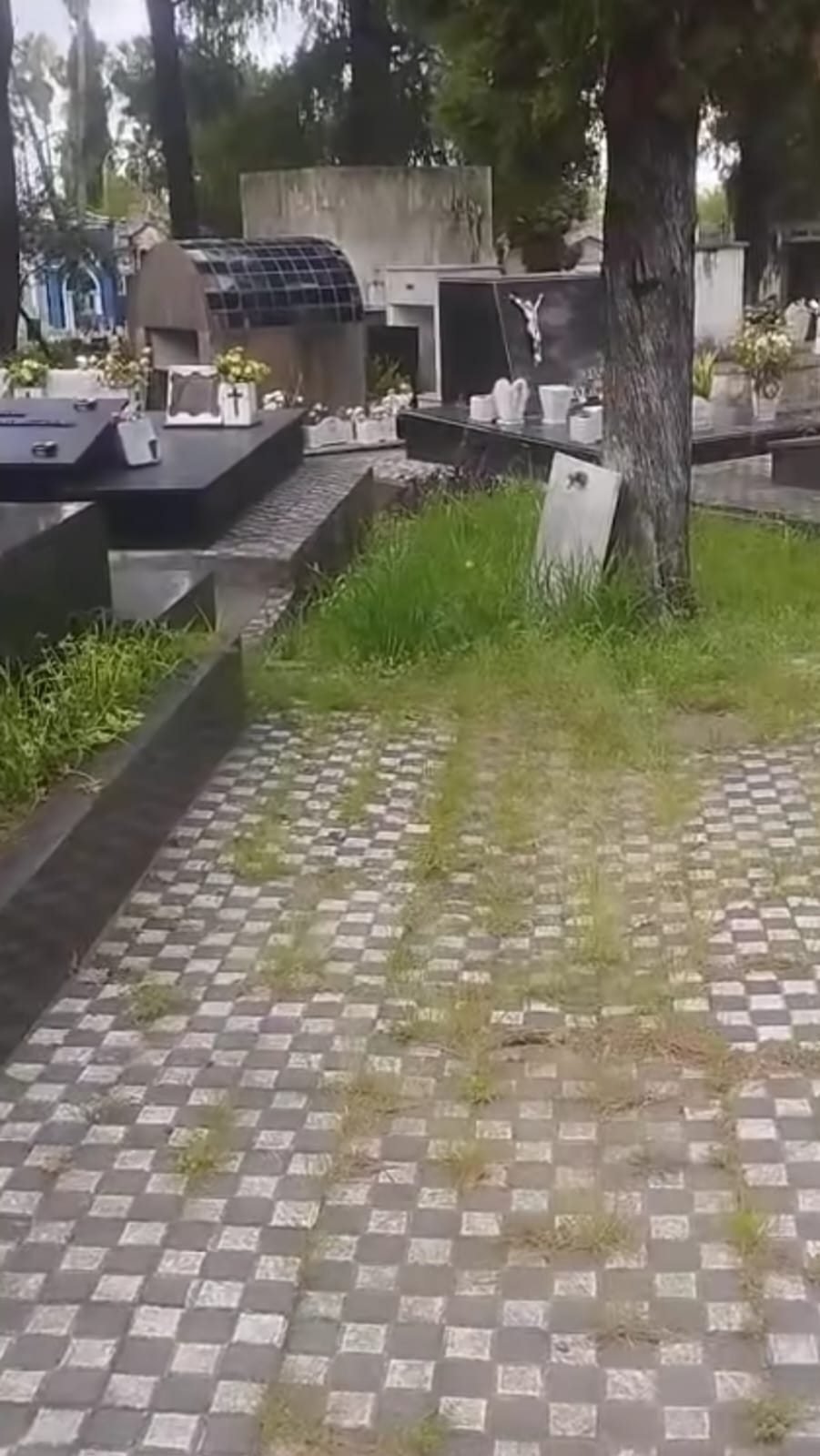 Látidos: Doloroso abandono, vandalismo recurrente y más...