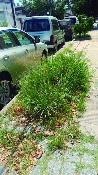 Látidos: Veredas con pasto, paseo de compras y más...