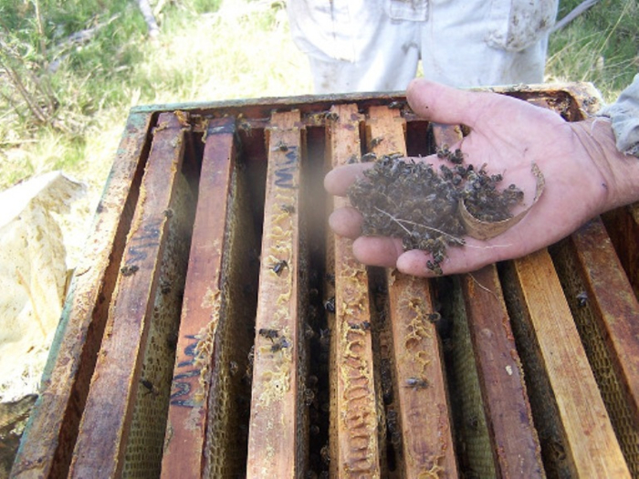 Mortandad de abejas: se informó la pérdida de más de 13.700 colmenas