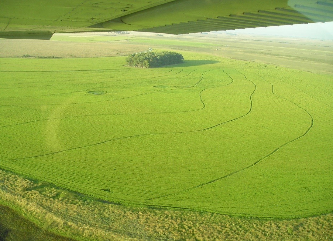 Siembra de arroz en Brasil alcanzó el 95% del área