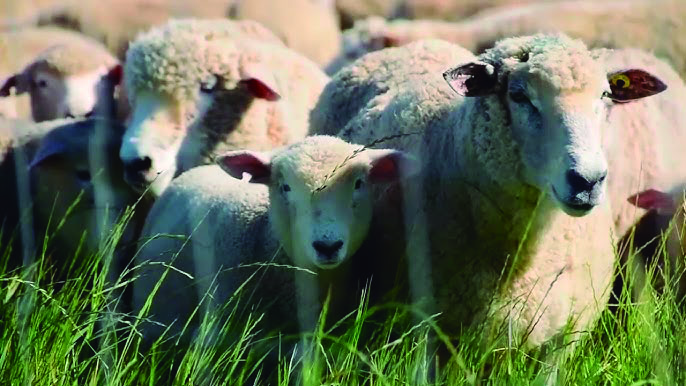 SUL afinó las lanas Corriedale y vendió a US$ 4,10 por 23,8 micras 