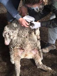 La erradicación del pietín en el verano, es clave para el manejo del ovino