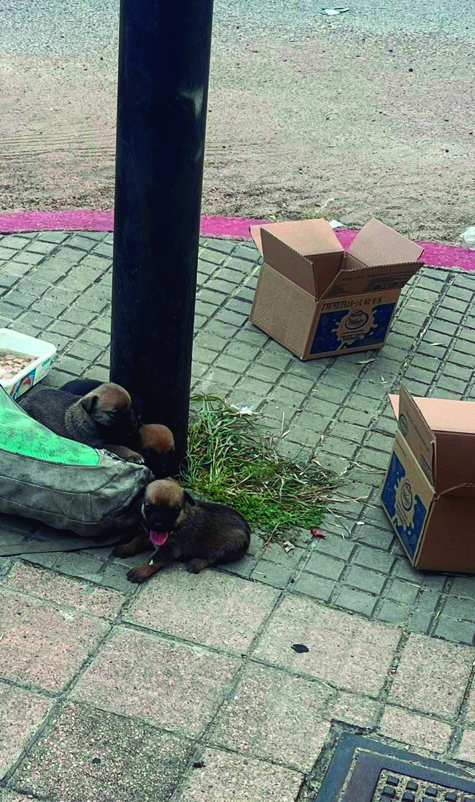 Latidos: Abandonados, Contratiempo, pastizal en desarrollo y más...