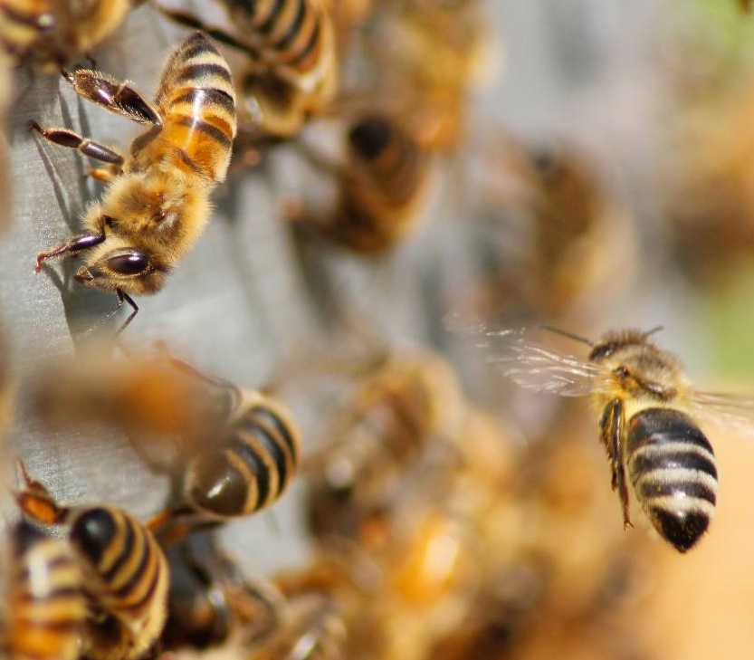 Un hombre falleció tras  ser atacado por abejas