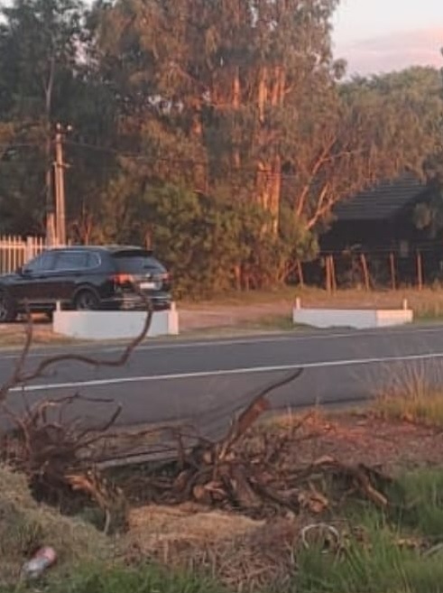 Latidos: Basurales, maleza citadina y más...