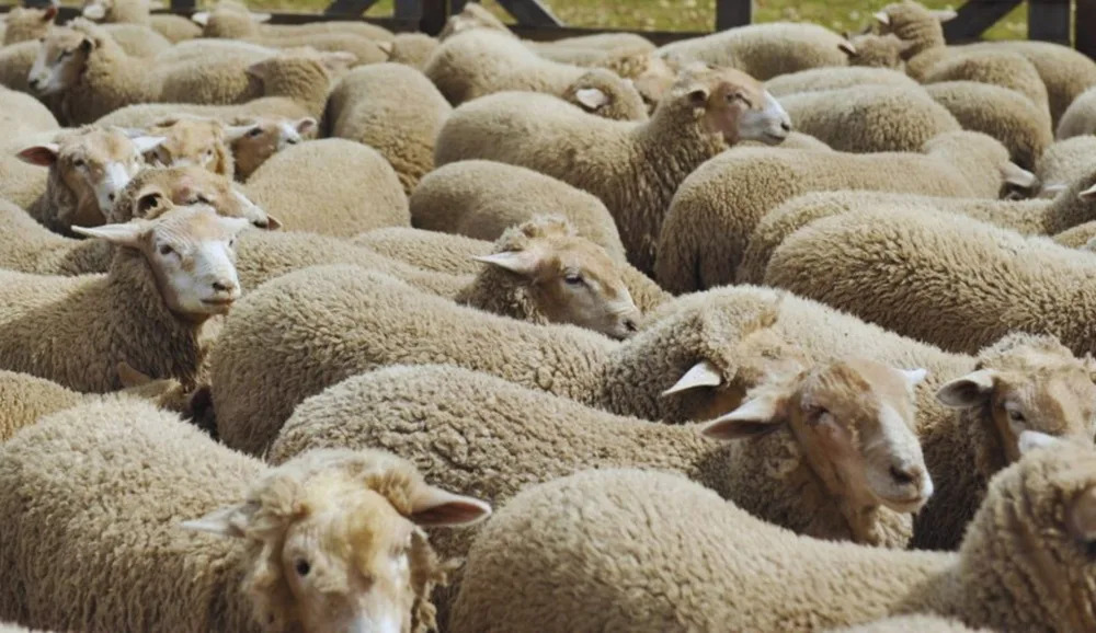 El precio de la lana alcanzó el mayor nivel desde junio de 2021