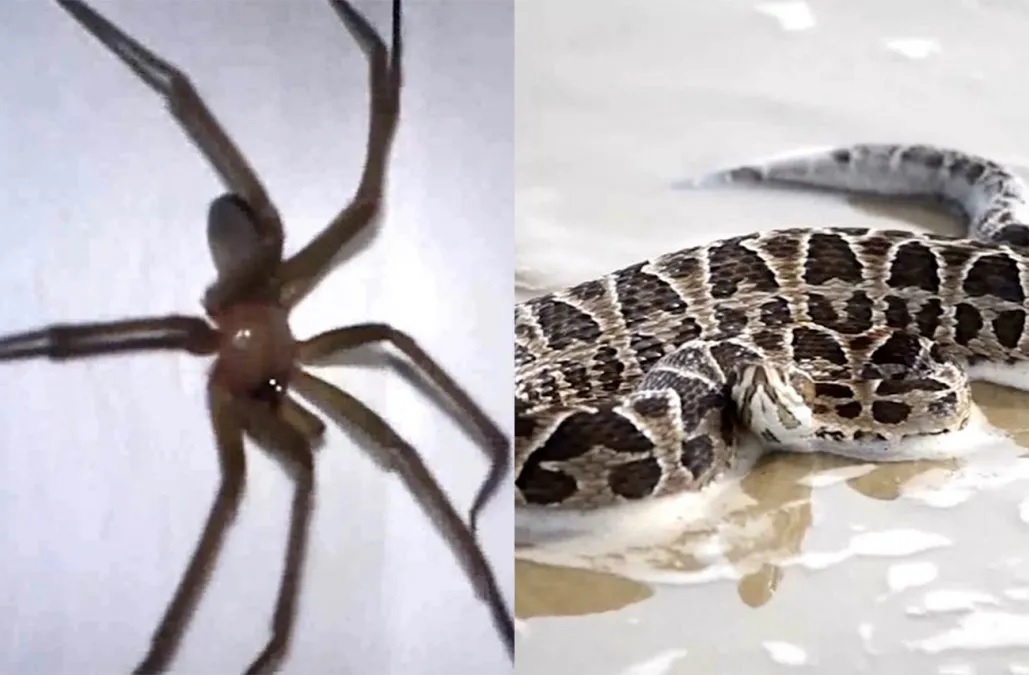 Mosquitos, serpientes, roedores y arañas: los peligros que acechan en quienes gustan del turismo aventura