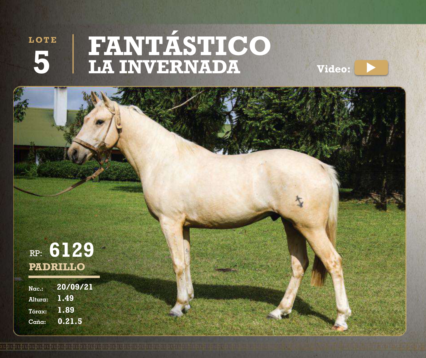 El Caballo Criollo en Uruguay: Una industria de US$ 3,7 millones que desafía al mercado