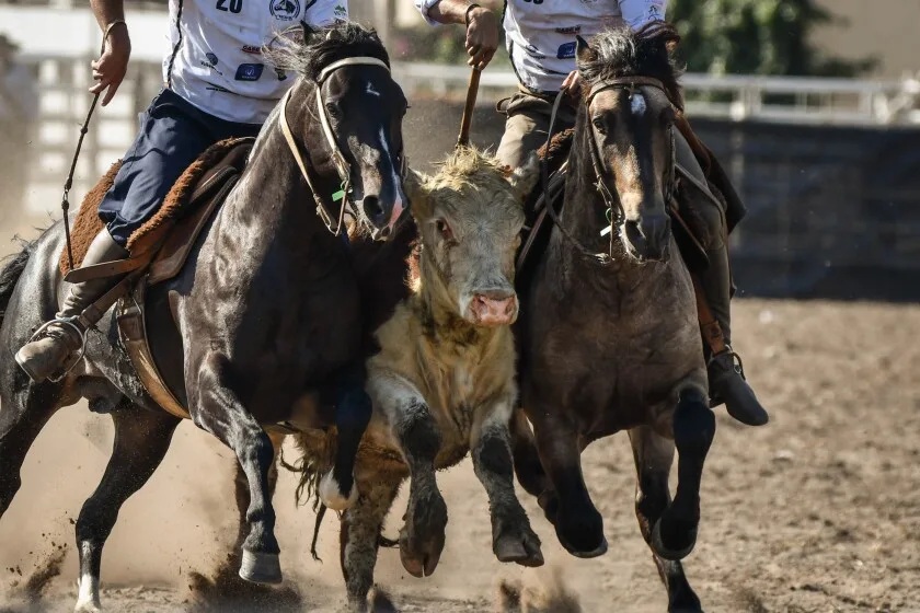 Caballos Criollos ya tiene agenda para el 2026
