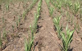 La soja resiste la seca en el este, mientras el maíz de primera entra en zona crítica