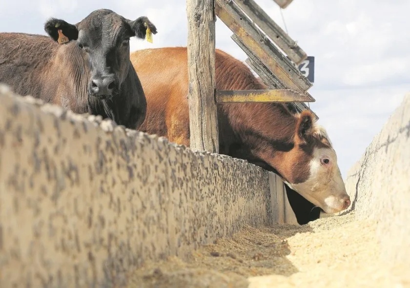 Un novillo Mercosur que tuvo al Uruguay con gran dinamismo