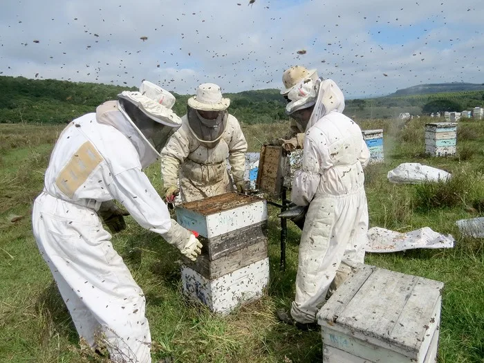 UPM convoca a apicultores interesados en instalar colmenas