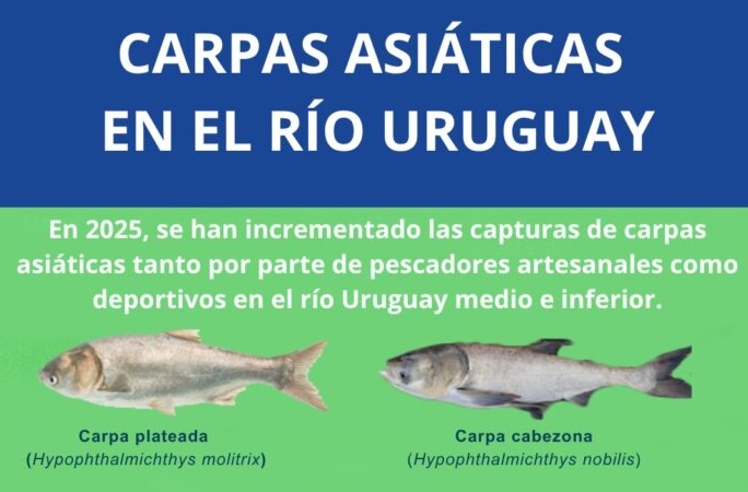La CARU solicita que ante captura de  carpa asiática no se la devuelva al agua