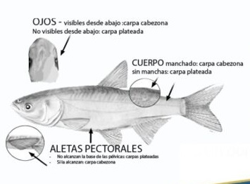 La CARU insiste a pescadores no  devolver al río carpas capturadas 