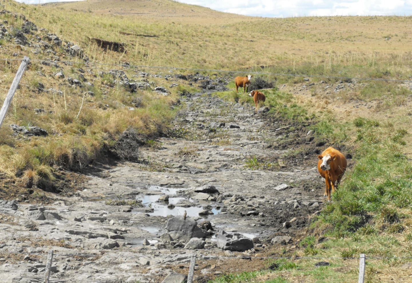 Sequía tendrá impacto en Uruguay y Metsul alerta que situación se agrava 