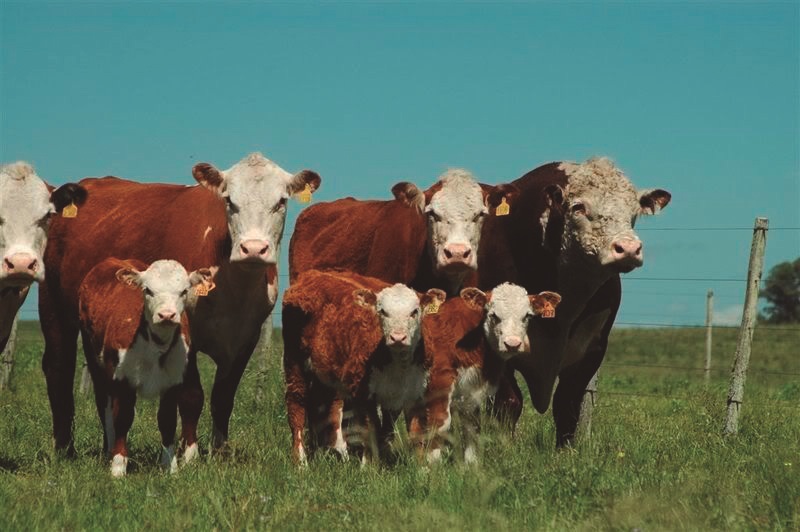 Novillo Mercosur:: Valor medio más alto de la historia con Argentina arriba de los US$ 6