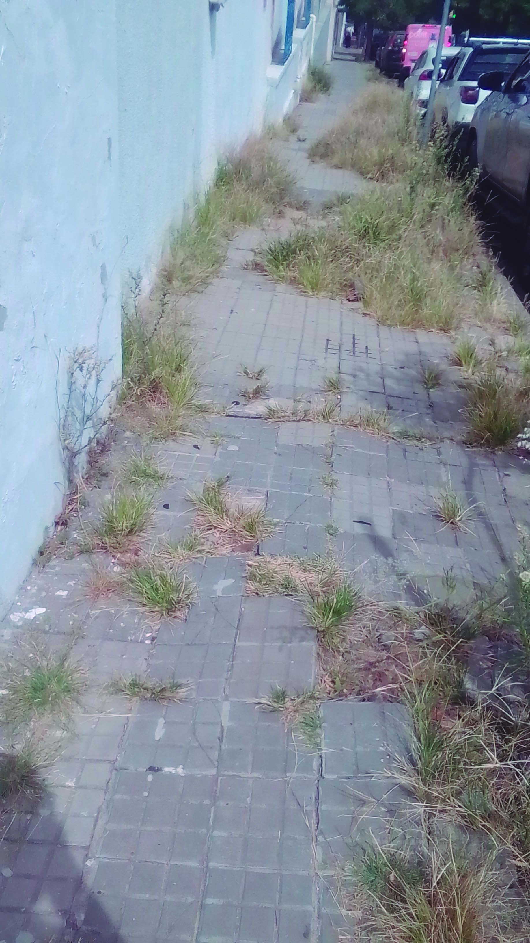 Latidos: Vereda "ecológica", Biblioteca en obras y más...