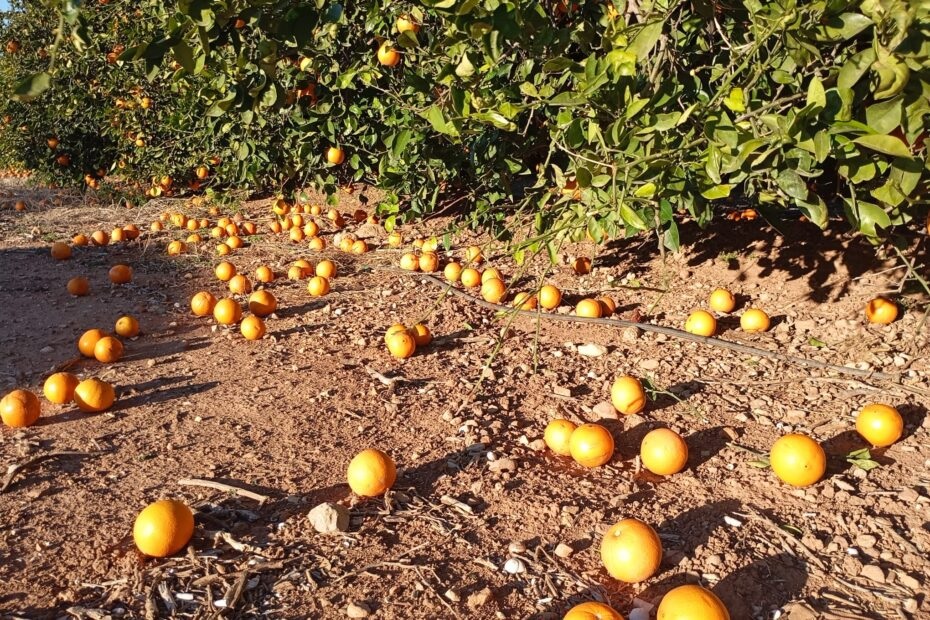 Varias pérdidas de fruta tuvieron productores itrícolas del norte