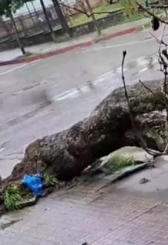 Latidos: Árboles peligrosos, A oscuras y más...